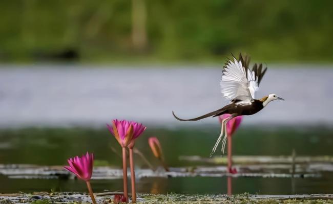 Pheasant tailed Jacana and water lily in Udhwa lake bird sanctuary  