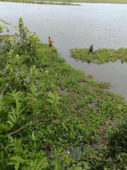 Removal of Eichhornia crassipes using Jute coir as floats from the Udhwa lake bird sanctuary