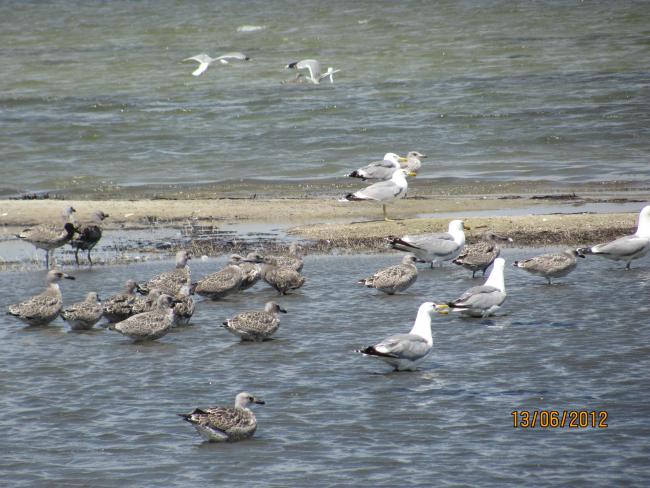 Young Yellow-legged Gull on the Cakinitsky islands