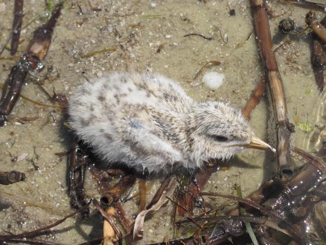 The wet chicken of Sandwich Tern on the island  Dzharylgach