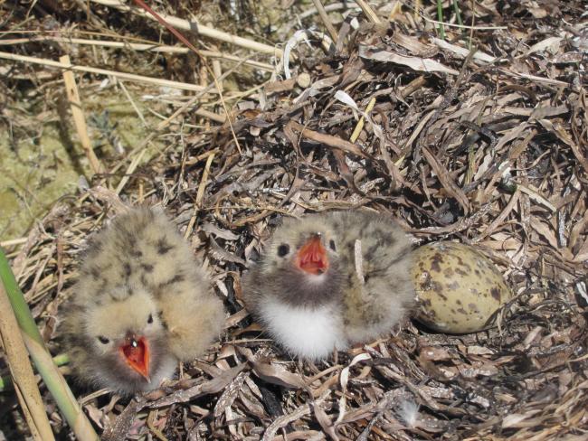 Chicks of the Common Tern on the island Dzharylgach