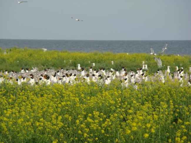 Obytochna Spit, Golenky island 