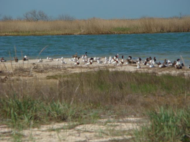 Berdianska Spit and Berdianska Bay