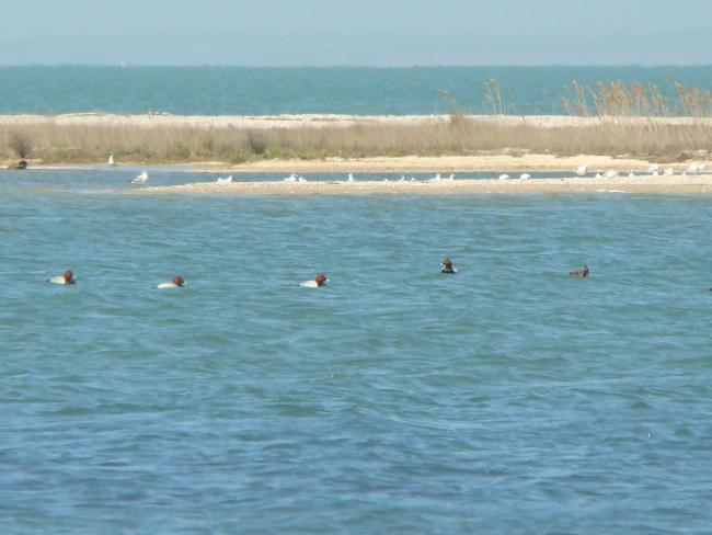 Berdianska Spit and Berdianska Bay