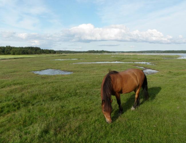 Horse grazing in the tidal meadows.