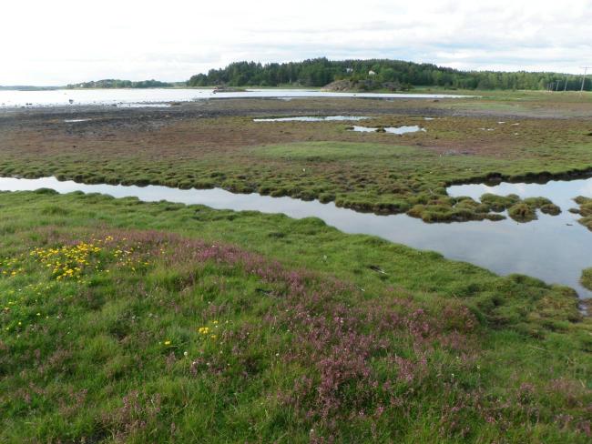 Tidal meadow vegetation