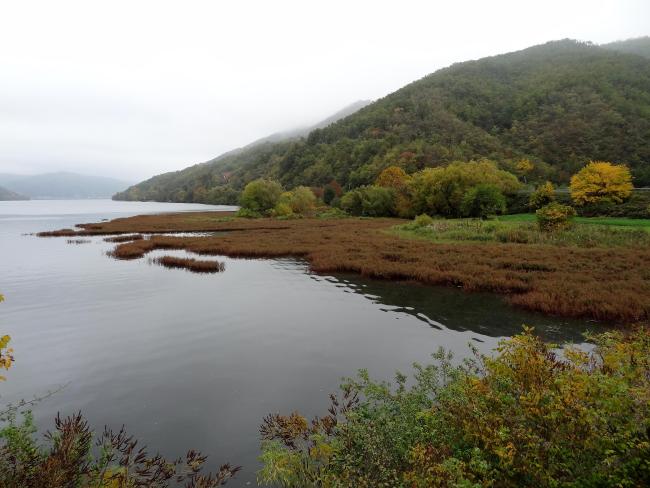 Danube marshy river banks 