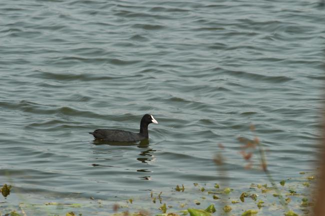 Common Coot