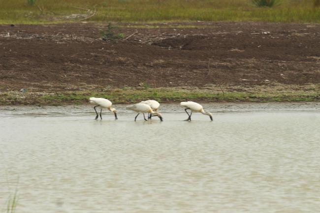 Eurasian Spoonbill foraging in the Sakkarakotai Bird Sanctuary