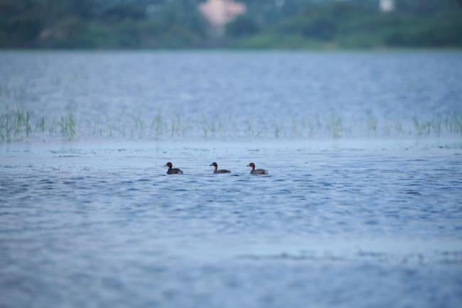 Little Grebe in Sakkarakottai Bird Sanctuary