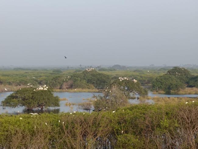 Therthangal Bird Sanctuary