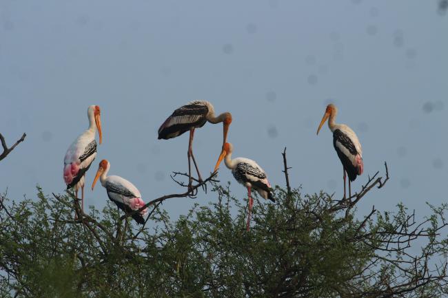 Painted Stork roosting in the trees found in the wetland