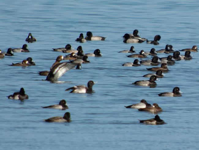 5_scaup2
