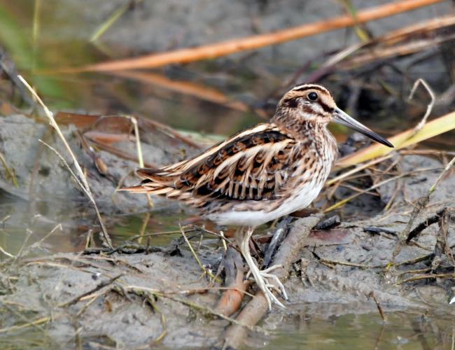 Shorebird at Sultanpur
