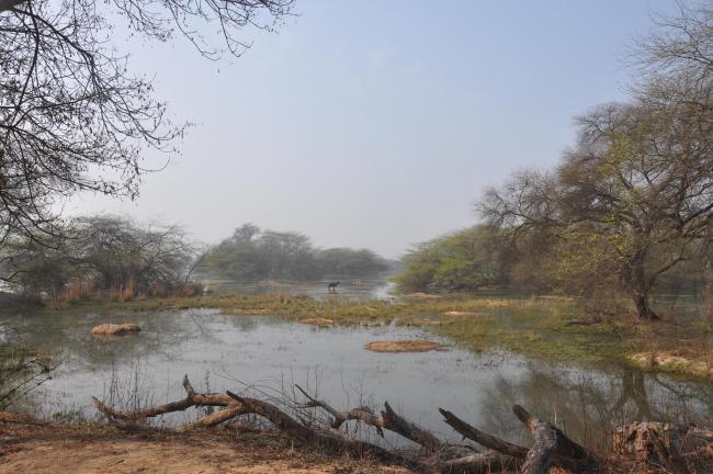 Landscape view of Sultanpur National Park