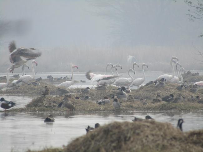 Greater Flamingos at Sultanpur