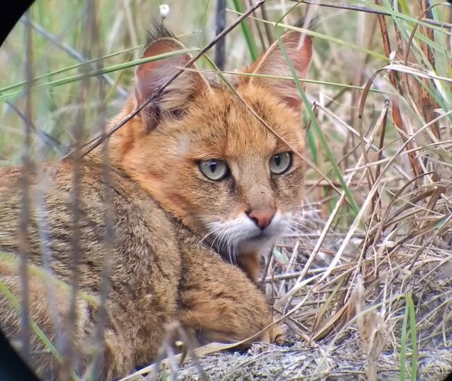 Jungle Cat at Sultanpur