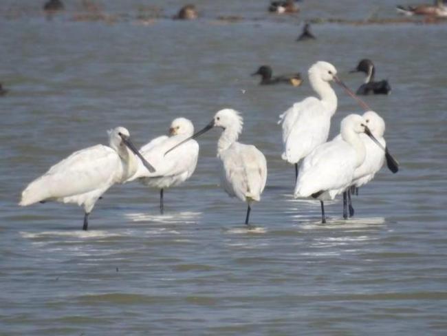 Congregation of spoonbill storks at Saman bird Sanctuary