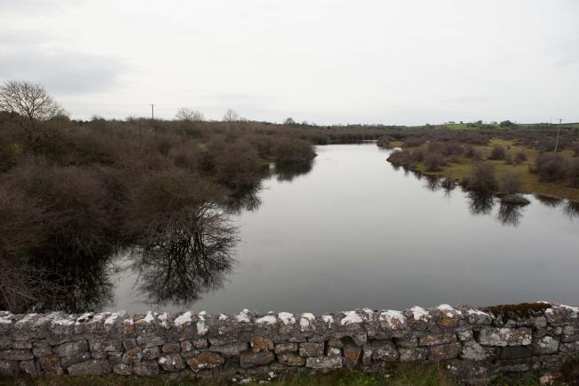 Coole/Garryland Wood