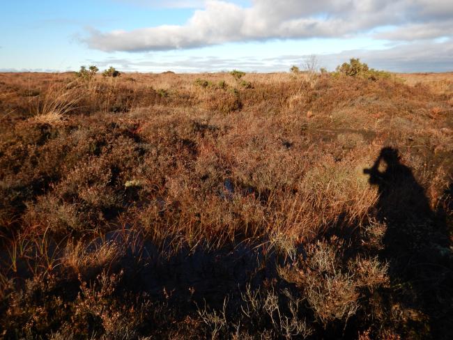 Mongan bog