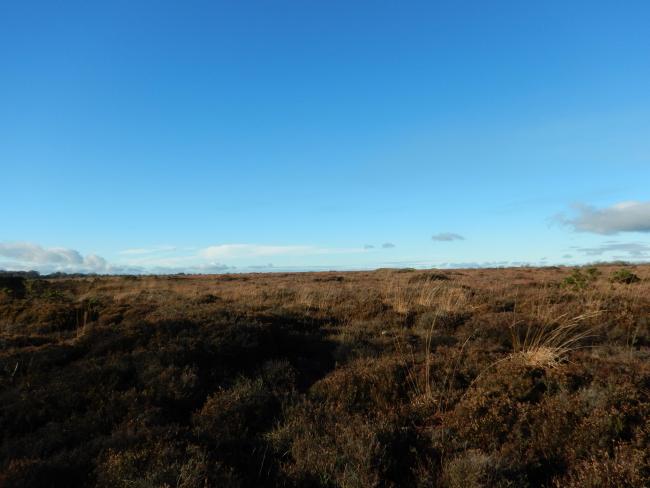 Mongan bog