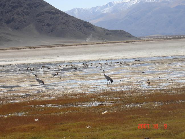 Grus nigricollis