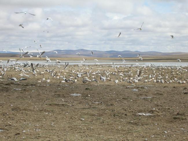 crowd of wetland birds