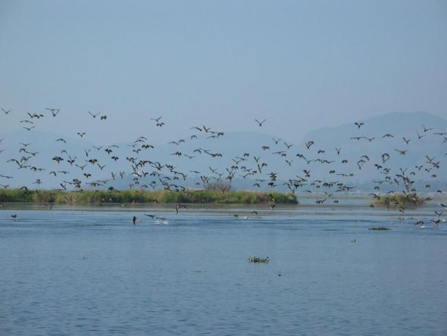 Birds at Inlay Lake