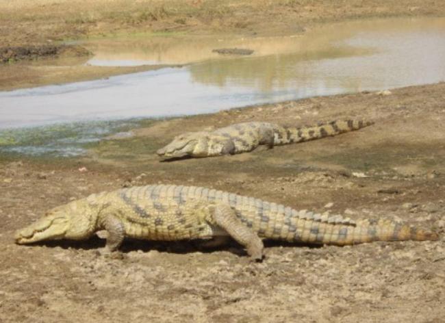 Crocodiles du Sourou