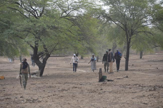Peuplement d'Acacia nilotica