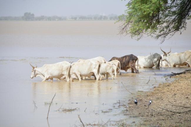 Passage d'un troupeau de bœufs dans le lac
