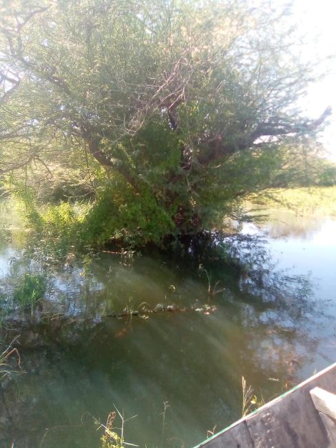 Acacia Kirkii