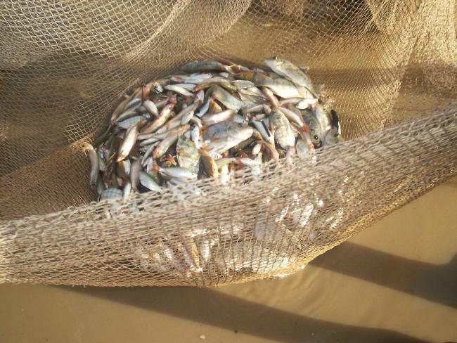 Poissons du lac Wegnia