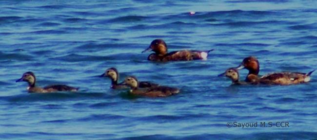 Fuligule nyroca  adultes et poussins