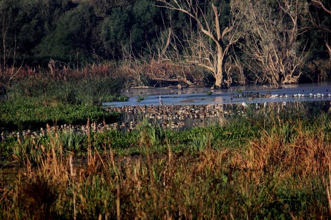 Importance du site Biodiversité Et Richesse spécifique hivernage
