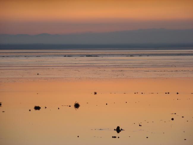Biodiversité de la zone humide