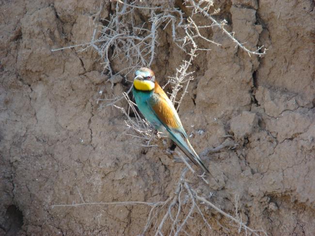 Biodiversité de la zone humide