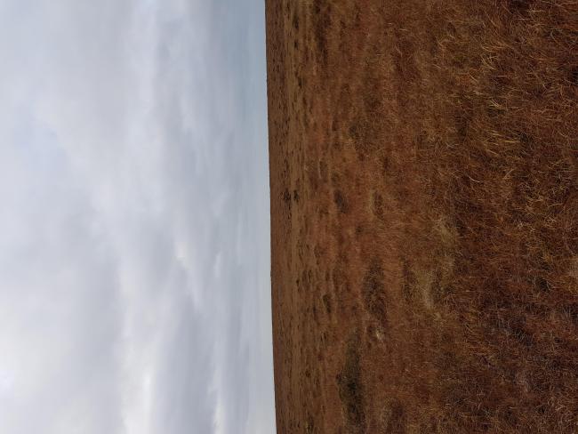 Intact blanket bog