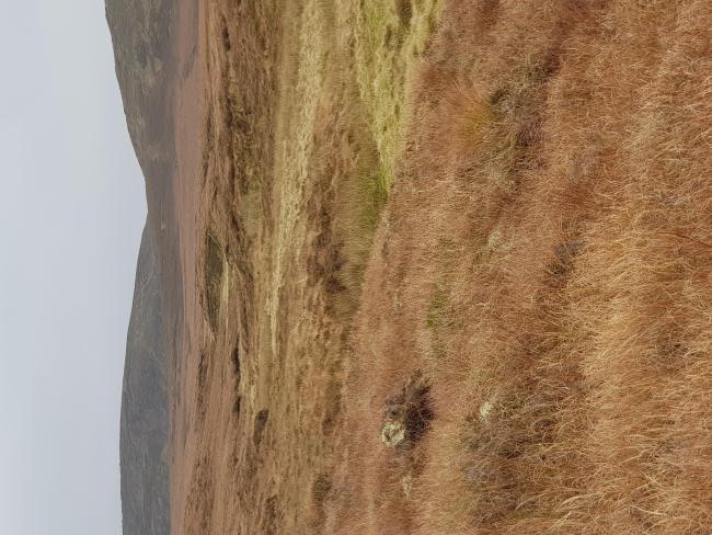 Ox Mountains, stream and blanket bog habitats. 