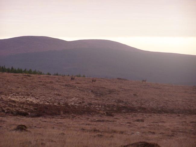 Blanket bog and Red Deer 