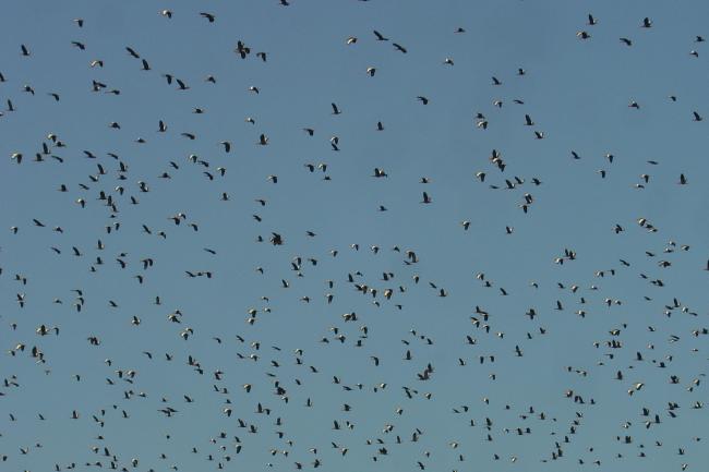 Visión parcial de una parvada de más de 11,000 pichichis (Dendrocygna autumnalis) observada en enero de 2005 descansando en los humedales de la Popotera durante su migración.