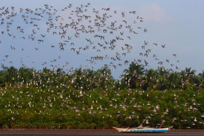 Negros Occidental Coastal Wetlands and waterbirds within the Municipality of Ilog. 