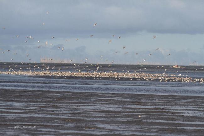 Negros Occidental Coastal Wetlands and waterbirds within the Municipality of Ilog. 