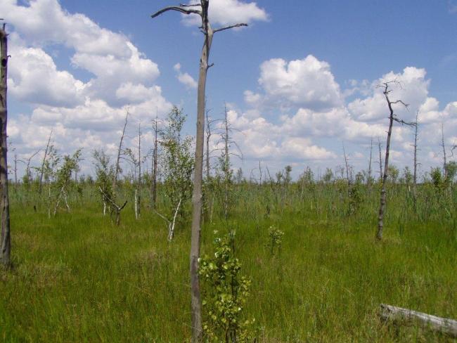 Mesotrophic sphagnum sedge