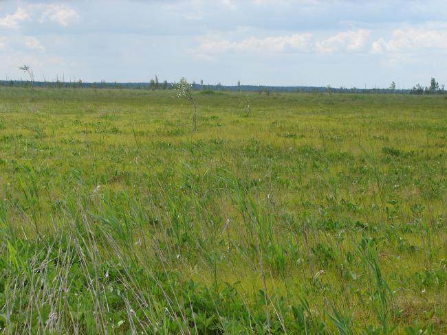 Oligomesotrophic marsh