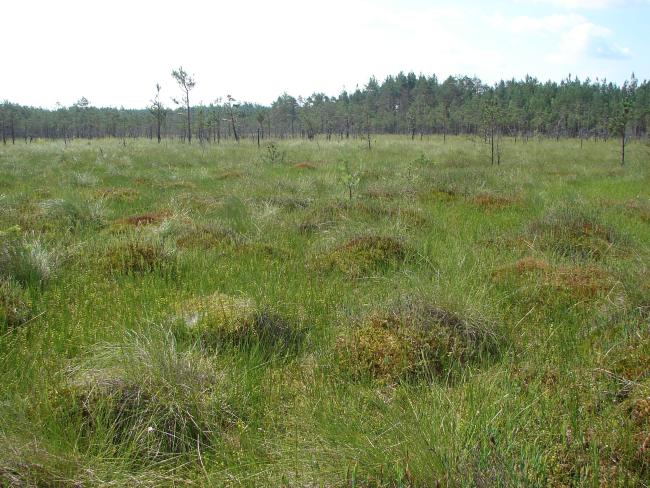 Oligomesotrophic sphagnum marsh Koziy Brid