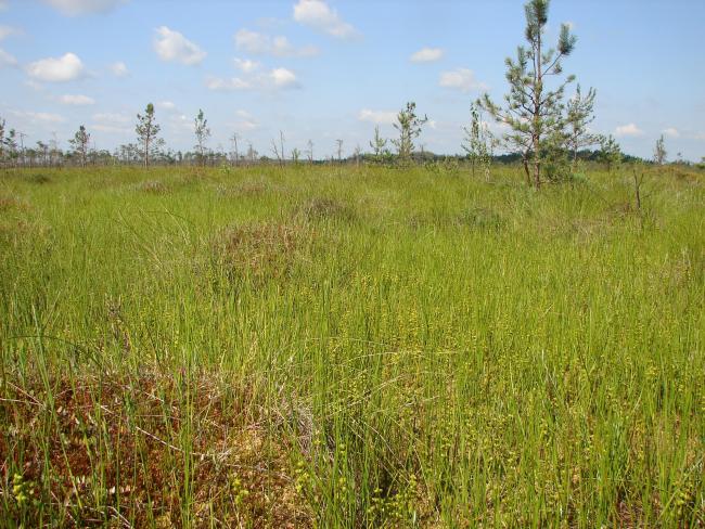 Oligomesotrophic sphagnum marsh Koziy Brid 