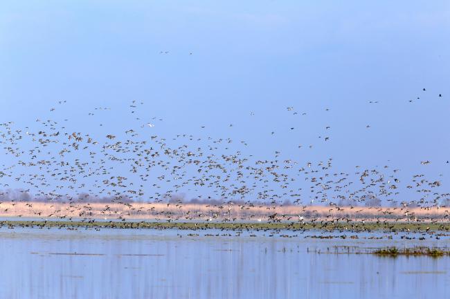 Many wintering waterbirds in Sorkhankol Wildlife Refuge, the central of the wetland.