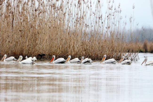 Group of Dalmatian Pelicans (Pelecanus crispus) in the north of Anzali Wetland.