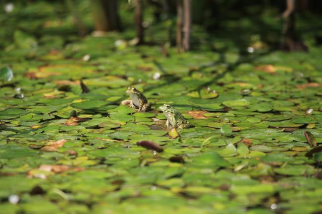 Eurasian Marsh Frog (Pelophylax ridibundus) in West Lagoon. The biomass of the flog is very huge in the site which provides food s for other animals.
